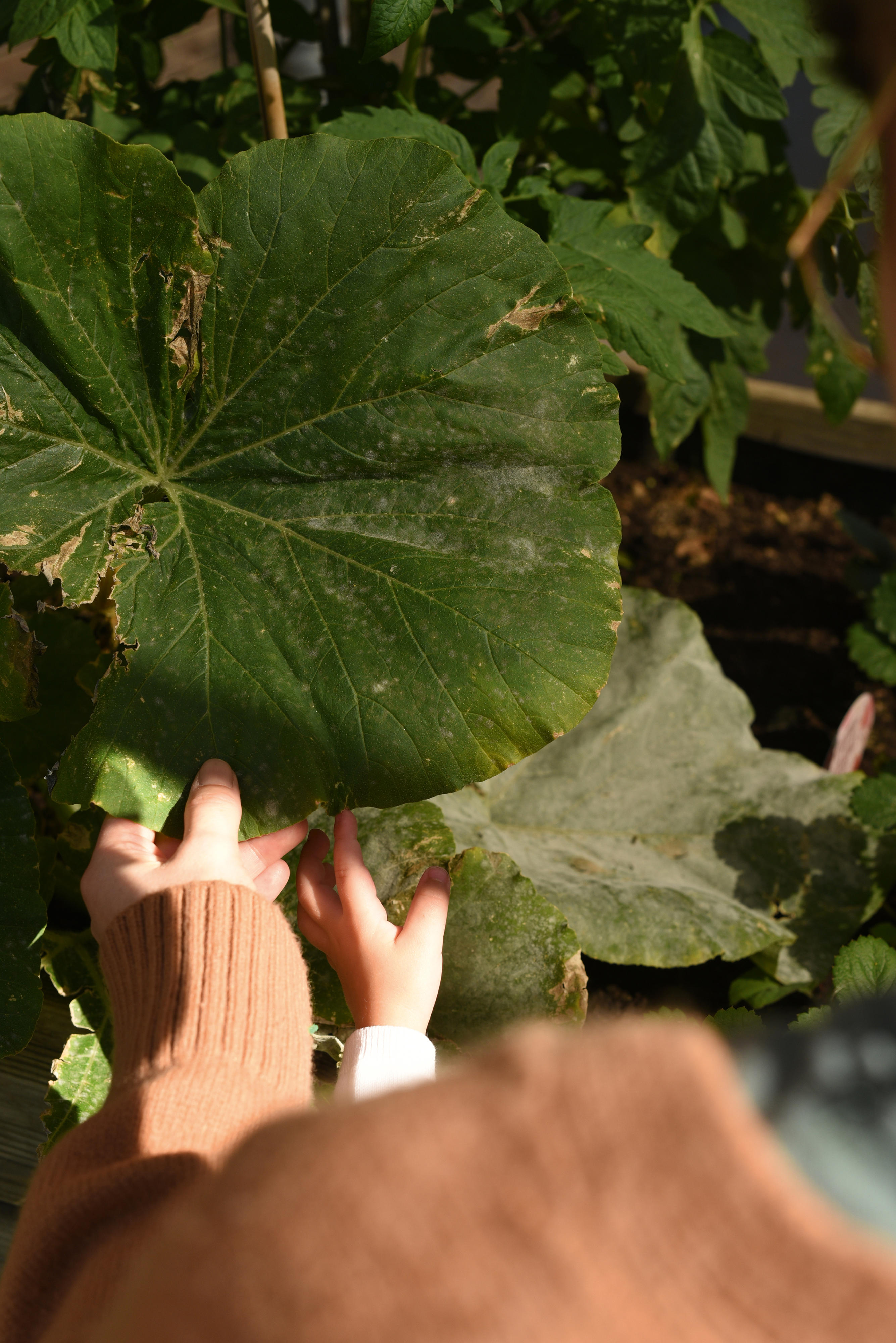 Eine Erwachsenen- und eine Kinderhand fassen ein großes grünes Blatt an.